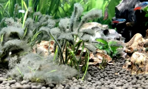 Read more about the article How to Properly Deal With Your Aquarium Beard Algae Problem