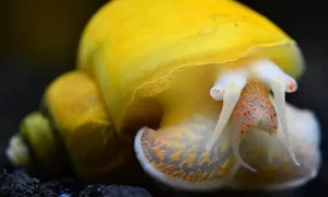 Read more about the article The Mystery Snail and its Amazing Abilities.