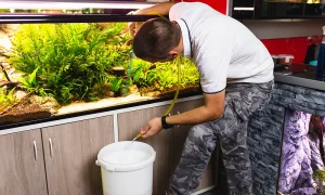 Read more about the article 5 Steps To Siphon Aquarium and Clean Water Properly