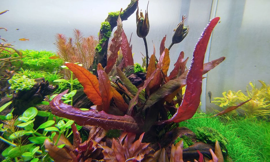 Barclaya longifolia red