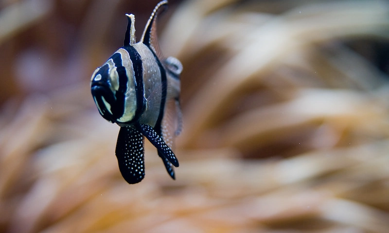 Cardinalfish