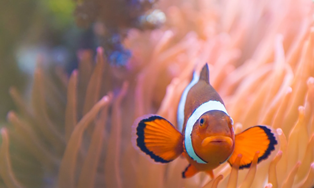 Clownfish