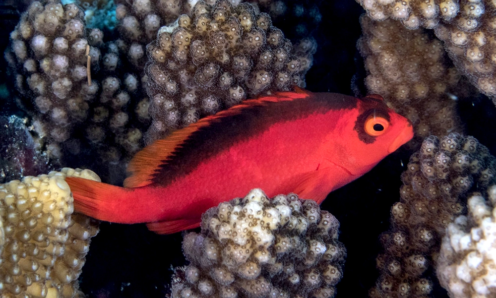 Flame Hawkfish