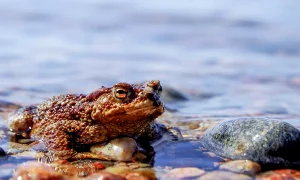 Read more about the article The 7 Best Freshwater Frogs You Can Keep in a Koi Ponds.