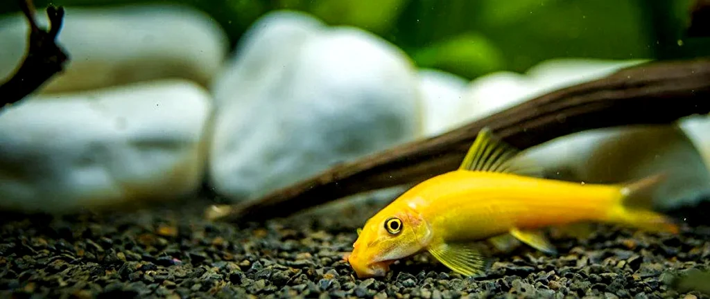 golden algae eater