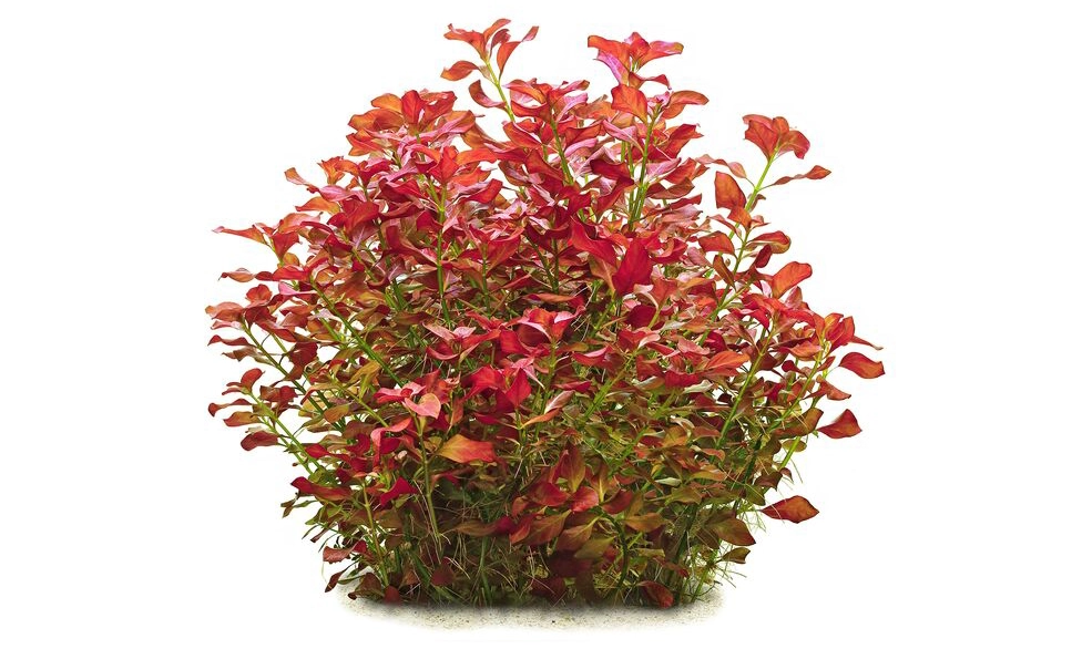 Ludwigia Repens