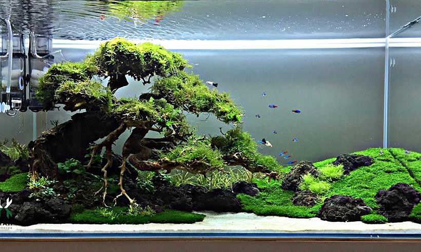 Read more about the article Top 10 Unique Fish That Will Make Your Tank Feel Like a Masterpiece.